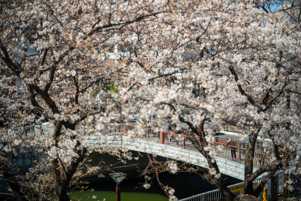 Anh đào nở rực rỡ dọc sông Meguro, Tokyo (Ảnh: Japan Times) Rực rỡ mùa hoa anh đào nở rộ sớm kỷ lục ở Nhật Bản -0