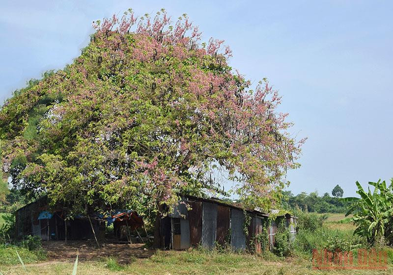 Cây ô môi mọc ven đường ĐT 852B, huyện Lấp Vò, tỉnh Đồng Tháp. Tháng 3 mùa hoa ô môi khoe sắc -0