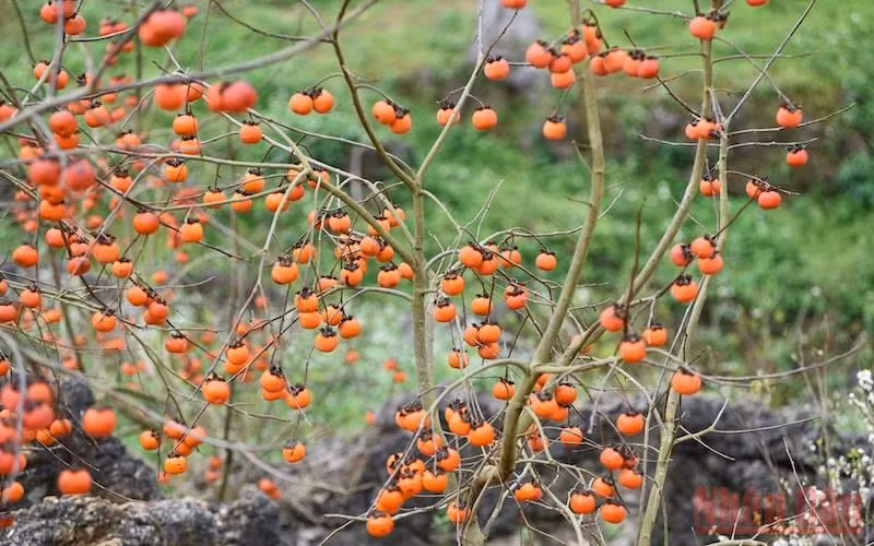 Mùa hồng trĩu quả ở bản Ôn, Mộc Châu