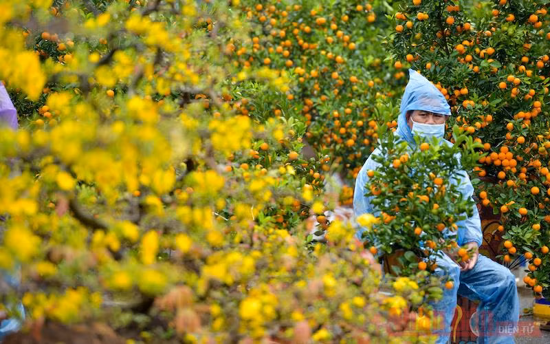 Hà Nội mưa rét, đào quất vắng người mua