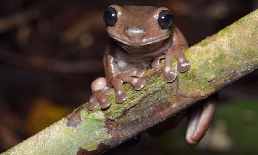  Ếch chocolate, Litoria mira, được các nhà khoa học Australia phát hiện ở đầm lầy New Guinea.