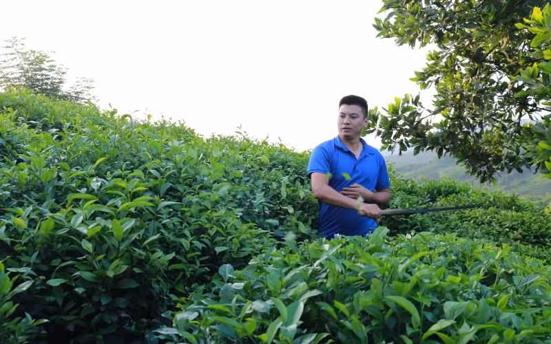 Do thiếu nhân lực thu hái, anh Bùi Văn Thế ở xóm 9, xã Tân Linh, huyện Đại Từ phá bỏ chè quá lứa. 