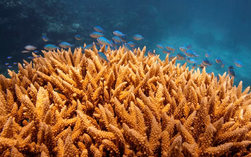 Một đàn cá bơi trên nhóm san hô hươu sao (Acropora cervicornis) ở rạn san hô Great Barrier ngoài khơi bờ biển Cairns, Australia. (Ảnh: REUTERS)