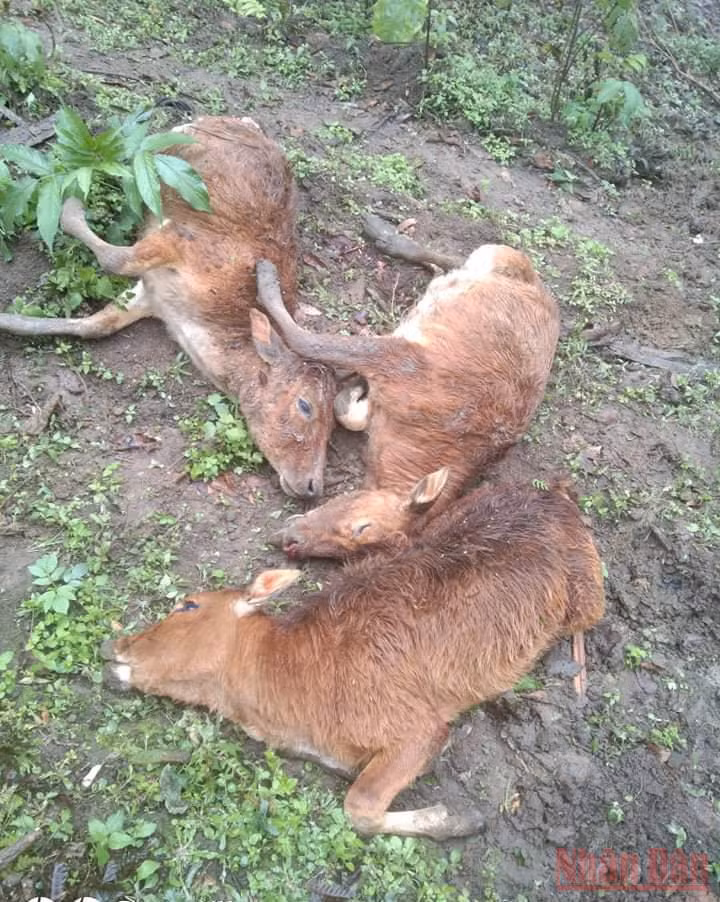 Nghệ An có hơn 1.100 con trâu, bò chết do rét hại -0