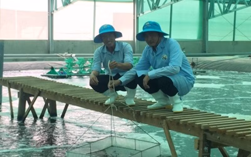 Mô hình Nuôi tôm công nghệ cao tại Công ty TNHH Việt Úc huyện Phú Mỹ, tỉnh Bình Định.