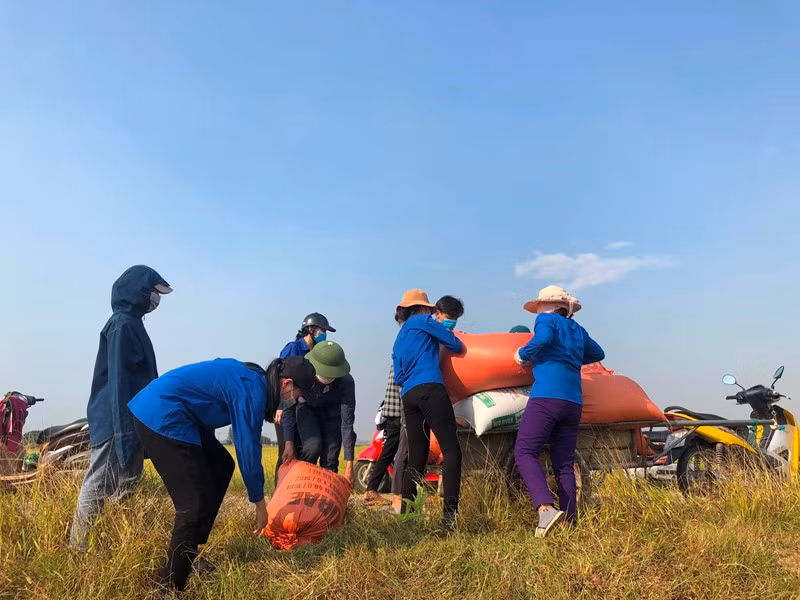 Đoàn viên, thanh niên xã Nam Phúc Thăng giúp các hộ gia đình đang cách ly y tế thu hoạch lúa xuân.