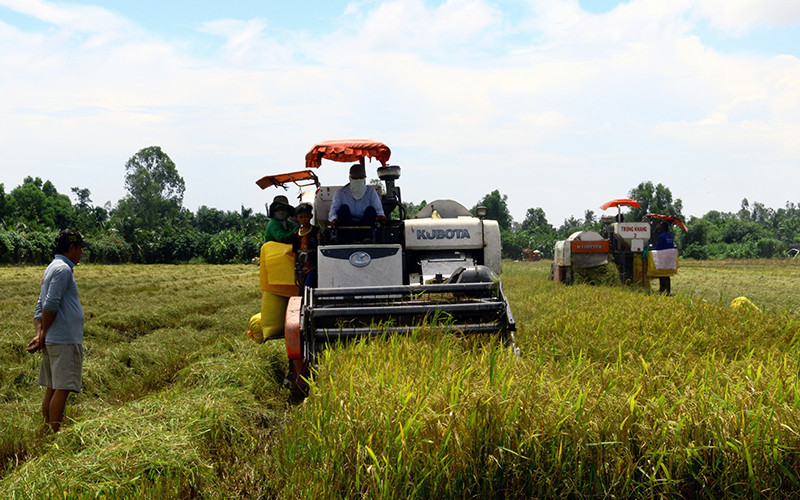 Nông dân tỉnh Hậu Giang thu hoạch lúa hè thu. Ảnh: Phùng Dũng Linh hoạt cách làm để tiêu thụ nông sản -0