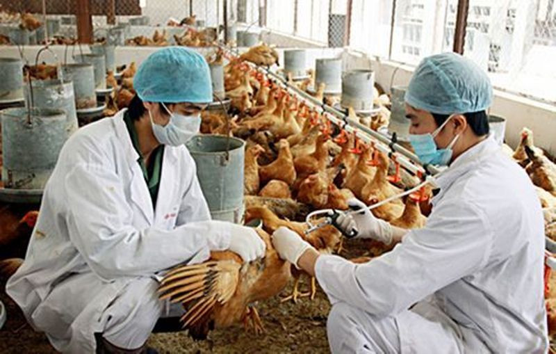 Cần khẩn trương nghiên cứu vaccine để chủ động phòng chống dịch bệnh cúm gia cầm. (Ảnh minh họa) Kiểm soát tốt dịch bệnh cây trồng, vật nuôi -0