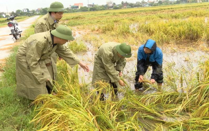 Lãnh đạo huyện Kiến Xương (tỉnh Thái Bình) kiểm tra diện tích lúa chín ngã đổ, do úng ngập cục bộ tại các xã trên địa bàn.