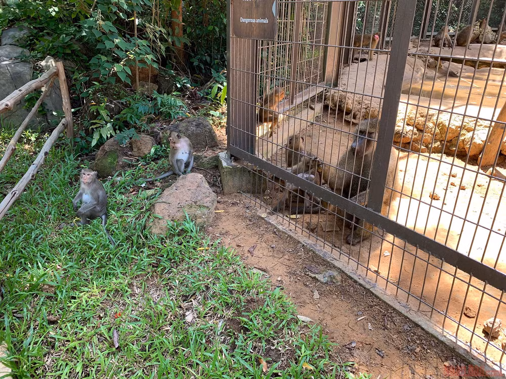 19_safari_phu_quoc-1593508325560.jpg