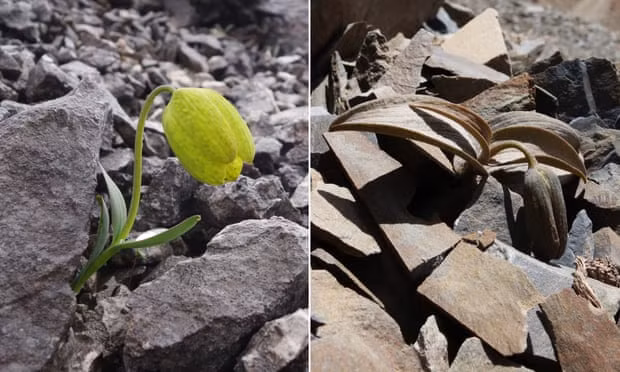 Cây Fritillaria delavayi trong quần thể có áp lực thu hoạch thấp (bên trái) và cao (bên phải). Ảnh: Yang Niu