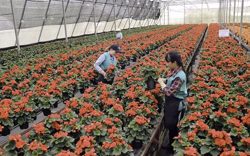 Nhờ ứng dụng nông nghiệp thông minh, Công ty Ðà Lạt Hasfarm vừa đoạt giải Vàng hạng mục sản xuất hoa cắt cành thế giới do Hiệp hội Ngành Công nghệ Trồng trọt - Làm vườn quốc tế (AIPH) tổ chức bình chọn tháng 2-2020. Ảnh: Mai Văn Bảo