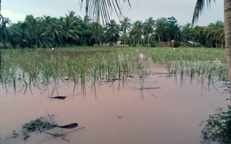 Một ruộng mía ở Cù Lao Dung bị ngập úng. Hàng chục nghìn héc-ta lúa và hoa màu ở Sóc Trăng bị ngập úng do triều cường -0