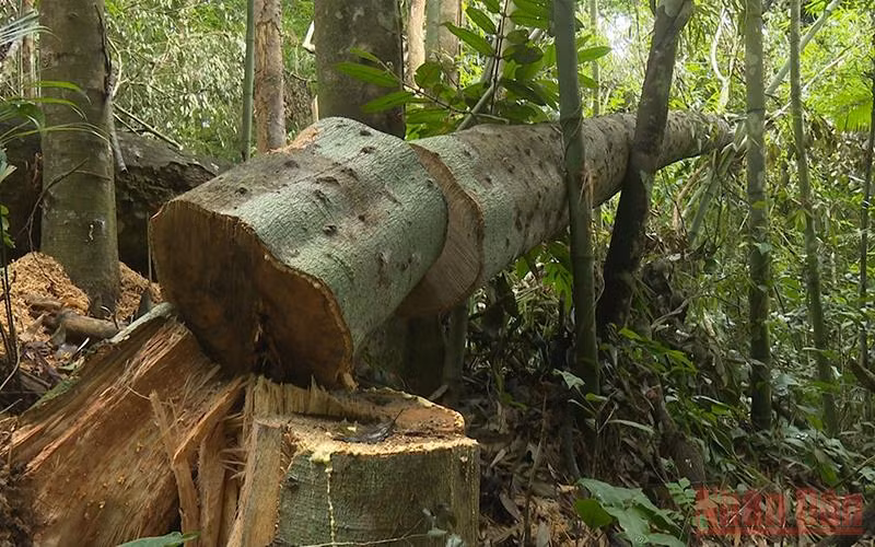 Hiện trường vụ phá rừng đầu năm 2022 tại Khu bảo tồn loài và sinh cảnh Nam Xuân Lạc, huyện Chợ Đồn. 