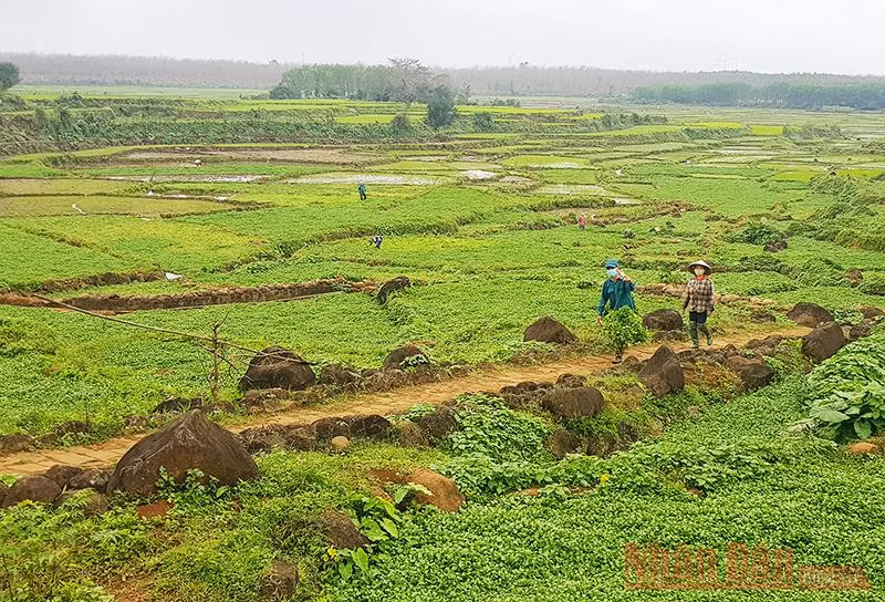 Xuân ấm trên vùng bão lũ -0