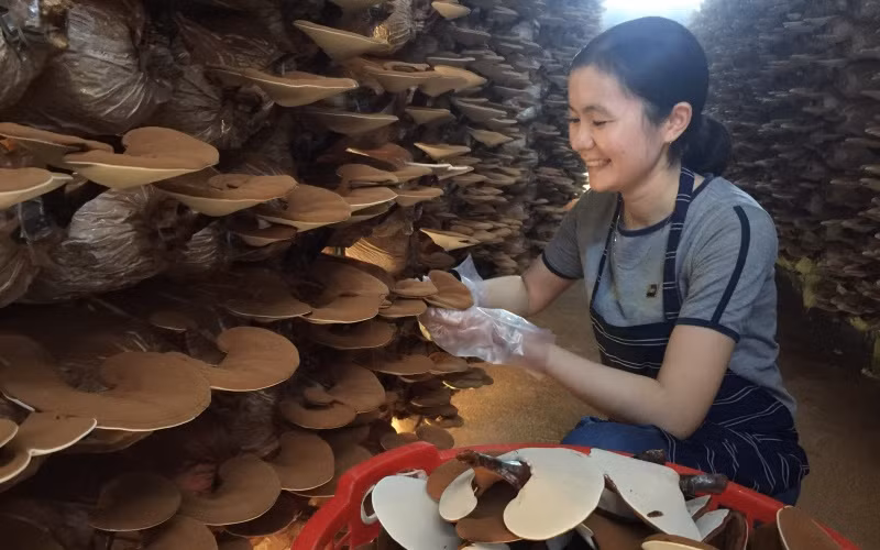 Thu hoạch nấm linh chi Giang Phong của HTX Sản xuất và kinh doanh Đức Nhuận.