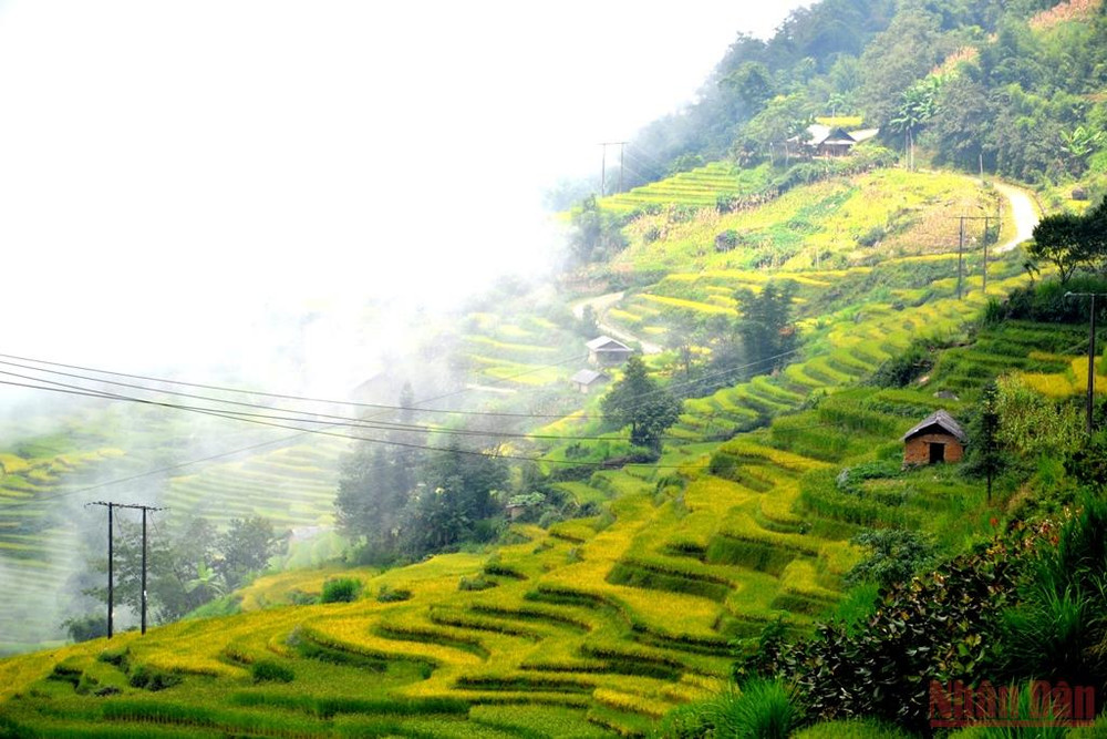 Kỳ vĩ ruộng bậc thang mùa lúa chín ở Ngải Thầu, xã A Lù (huyện Bát Xát, Lào Cai).