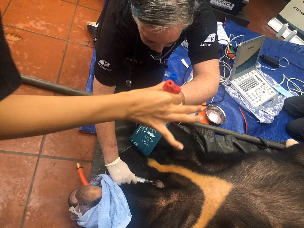 Y tá lấy mẫu máu và đo huyết áp cho gấu trong quá trình khám lâm sàng tại nơi cứu hộ.