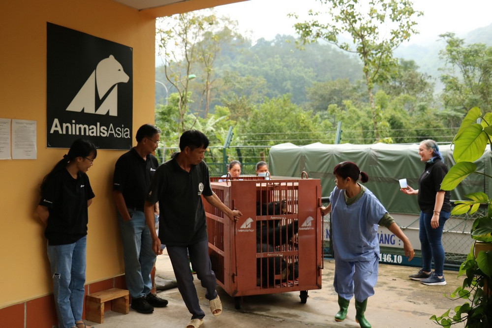 Gấu được đưa về Trung tâm Cứu hộ gấu Việt Nam và chuẩn bị cách ly 45 ngày. Cứu một cá thể gấu ngựa 18 năm nuôi nhốt tại Hà Nội -0