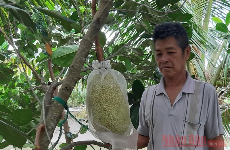 Nông dân Phạm Văn Bảy, ngụ xã Tân Ninh, huyện Tân Thạnh, tỉnh Long An lo lắng khi mít rớt giá. Mít rớt giá thảm, nông dân lỗ nặng -0