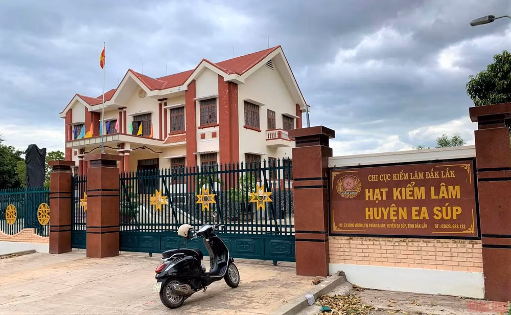 Vì sao rừng bị tàn phá gần 400ha mới được phát hiện? -0