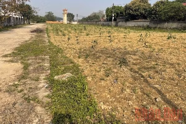 Đất đai tại dự án bị bỏ hoang.