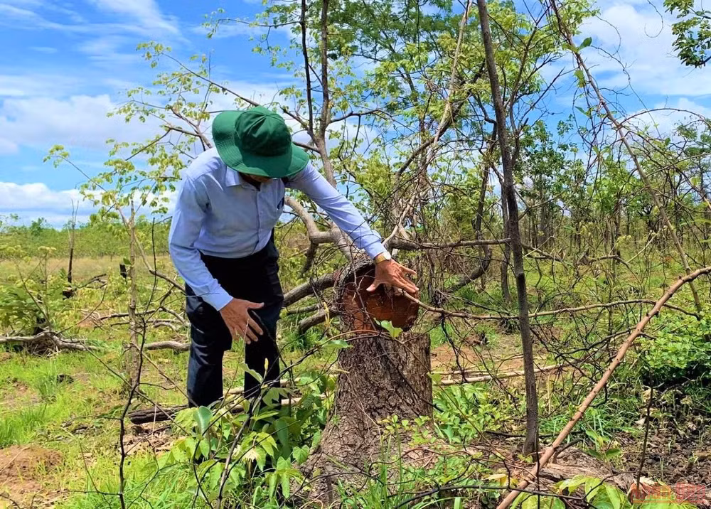 Vì sao rừng bị tàn phá gần 400ha mới được phát hiện? -0