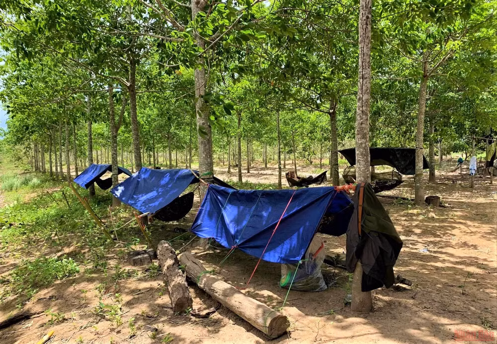 Vì sao rừng bị tàn phá gần 400ha mới được phát hiện? -0