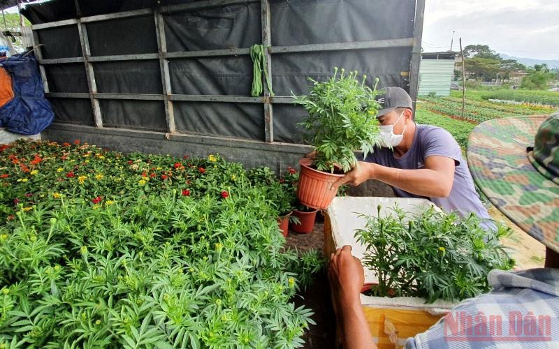Thương lái tới mua hoa tại vườn. Tạo lực đẩy cho nông dân Đà Nẵng sản xuất, tiêu thụ hoa Tết -0