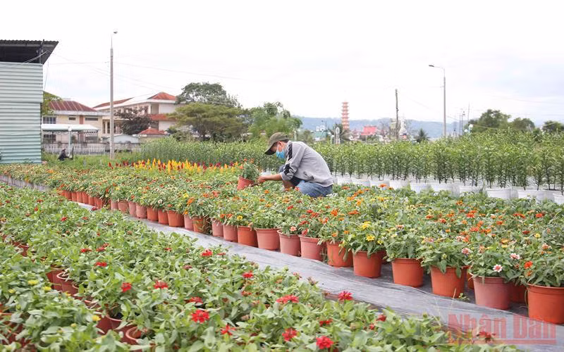 Tạo lực đẩy cho nông dân Đà Nẵng sản xuất, tiêu thụ hoa Tết -0