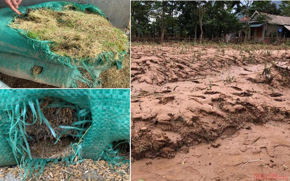 Một khối lượng lớn lúa thu hoạch đã bị ướt và chỉ có thể được sử dụng làm thức ăn cho gà. sinh_ke-1603792188526.jpg