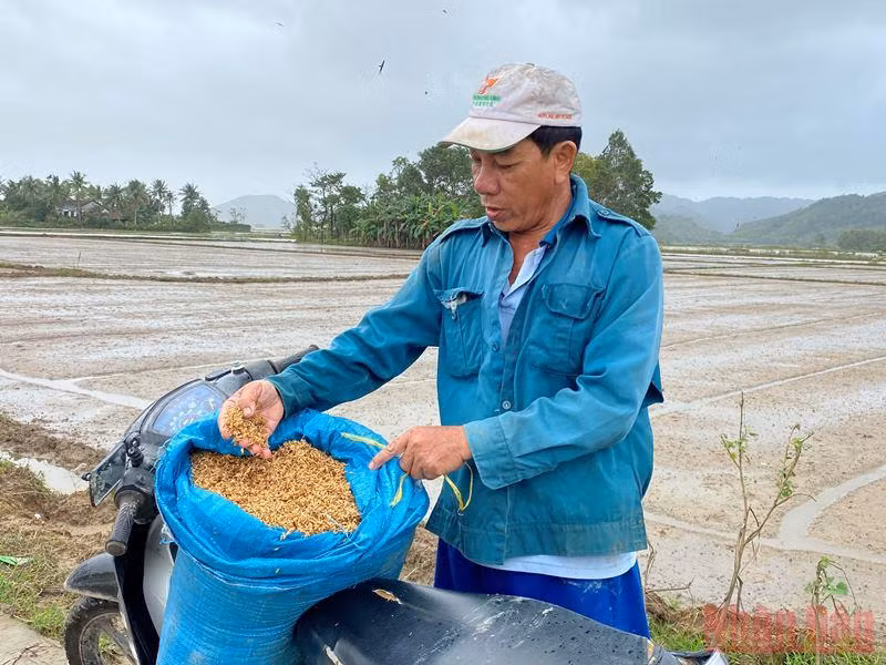 Nước ngập hư lúa giống, nông dân gặp khó -0