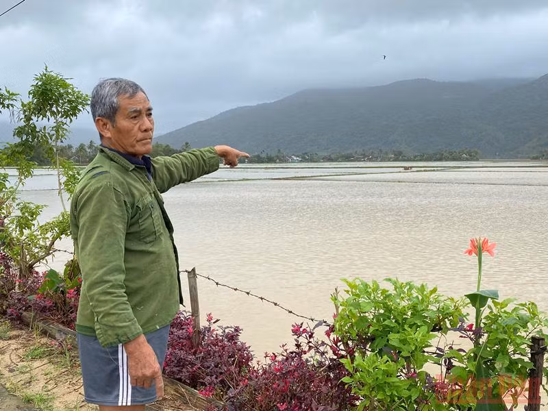 Nhiều diện tích lúa mới gieo sạ 1, 2 ngày tại xã Hòa Thịnh, huyện Tây Hòa, Phú Yên bị ngập sâu trong nước.