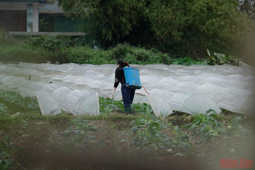Ngoài ra, bà con cũng tăng cường chăm bón, tăng chất kích rễ để cây sinh trưởng nhanh hơn. (ẢNH: SƠN BÁCH) Nông dân Hà Nội “mặc áo”, rửa sương cho rau xanh chống -0