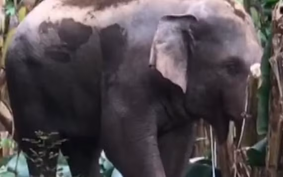 Voi rừng ra phá vườn chuối của người dân xã Thanh Sơn, huyện Định Quán.