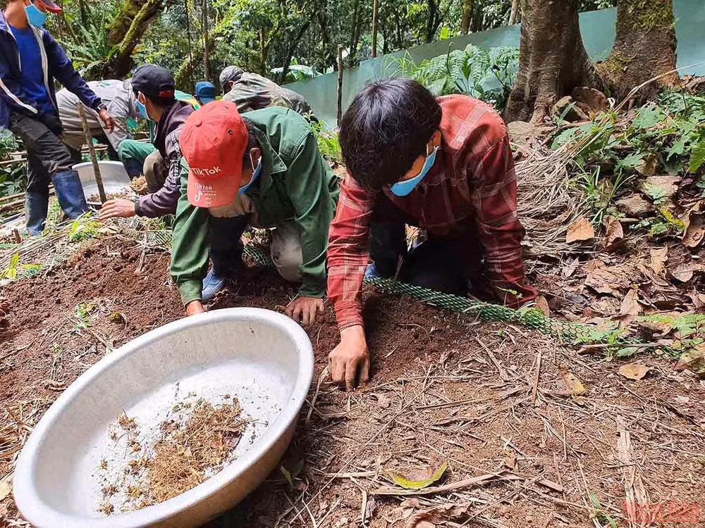 Khám phá mùa trồng mới “quốc bảo” sâm Ngọc Linh -0
