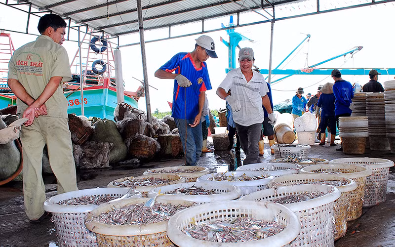 Bốc dỡ hải sản tại Bến cảng cá Sông Ðốc, huyện Trần Văn Thời (Cà Mau).