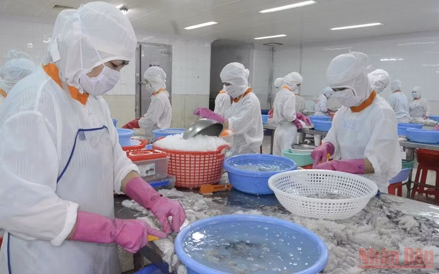 Công nhân của Công ty Cổ phần thủy sản Minh Khuê chế biến bạch tuộc. (Ảnh: VIỆT TIẾN)