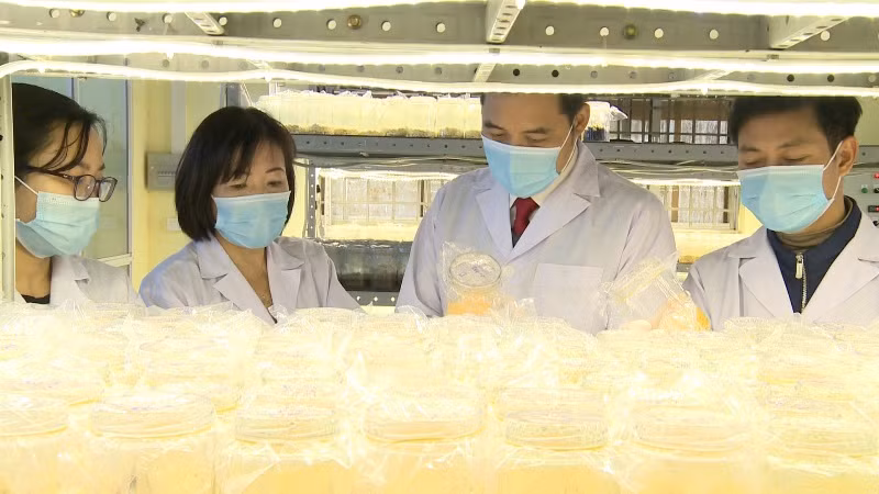 Trồng nấm đông trùng hạ thảo, hướng đi thoát nghèo bền vững -0