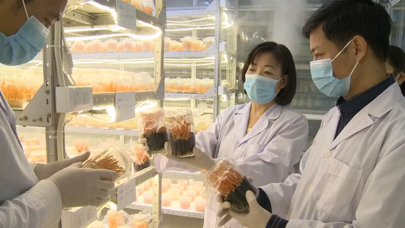 Trồng nấm ĐTHT bán tự nhiên mang lại giá trị cao cho sản phẩm .