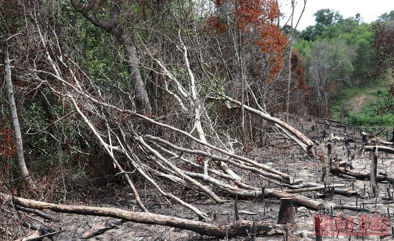 Phú Yên chỉ đạo kiểm tra vụ chặt phá rừng tự nhiên tại khu di tích lịch sử quốc gia -0
