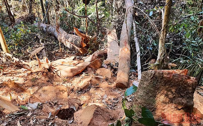 Hiện trường vụ vi phạm khai thác lâm sản tại Tiểu khu 486.