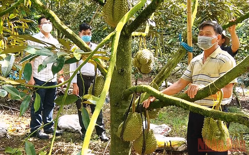 Cán bộ “Tổ công tác đặc biệt” về cơ sở gặp gỡ trực tiếp người dân để giúp tìm đầu ra cho sản phẩm nông nghiệp.