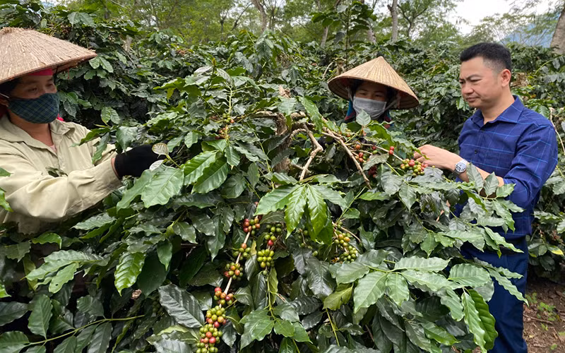 Nhờ triển khai đúng định hướng mục tiêu Nghị quyết Đảng bộ huyện, Mường Ảng giữ vững diện tích cà-phê hiện có, đem lại năng suất cao, ổn định. (Ảnh: Lê Lan)