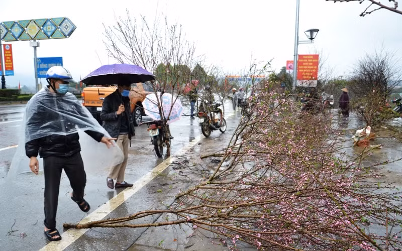 Mưa lớn làm rụng hoa đào cảnh, khiến người bán phải vứt bỏ ở chợ hoa xuân thành phố Lào Cai.