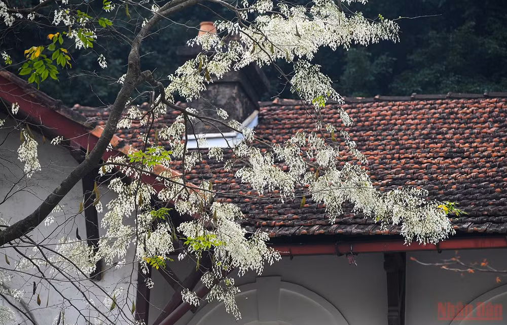 Hà Nội rực rỡ mùa hoa tháng 3 -0