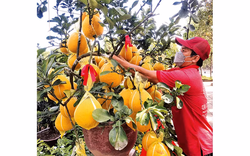Bưởi Diễn miền bắc bày bán trên đường Mai Chí Thọ (thành phố Thủ Đức) phục vụ người dân thành phố Hồ Chí Minh mua trưng Tết.