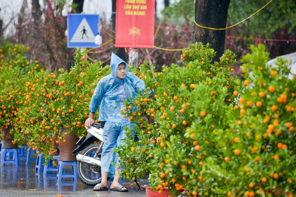 “Bỏ cả đống tiền nhập quất về bán mong có cái Tết, ai ngờ dịch bệnh người dân chẳng đi mua sắm mấy, rồi cận Tết lại mưa rét nên chả ai thèm đi mua sắm gì”, anh Bình, một tiểu thương nói. 5_dao_quat_mua_ret-1612871415747.jpg