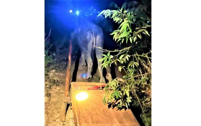 Lâm tặc ngang nhiên vào rừng khai thác trái pháp luật gỗ pơ-mu, rồi dùng trâu kéo gỗ ra khỏi rừng. Hạt trưởng Kiểm lâm huyện có rừng pơ-mu bị tàn phá nhận kỷ luật cảnh cáo -0