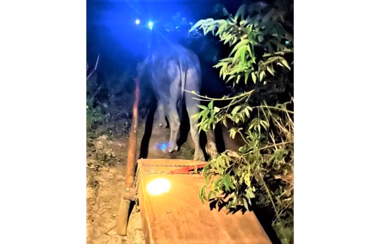 Hạt trưởng Kiểm lâm huyện có rừng pơ-mu bị tàn phá nhận kỷ luật cảnh cáo -0